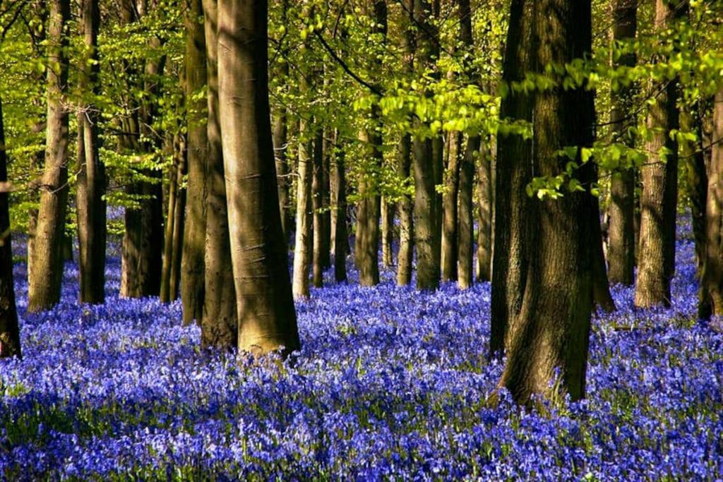 Bumblebee Cottage - Cosy Cottage In Area Of Outstanding Natural Beauty Hemel Hempstead Exteriér fotografie